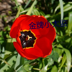 金(jīn)牌小(xiǎo)太(tài)监