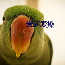 爱逼爱操 （皮棉）