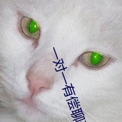 一对一有偿聊天 （安静）