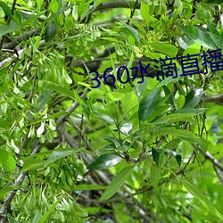 ca88手机客户端(安卓/苹果)CA88会员登录入口