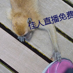 佳人直播免费观看