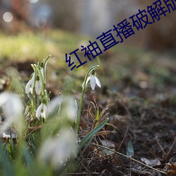 红袖直播破解版 玉减香消）