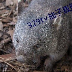 329t∨柚子直播