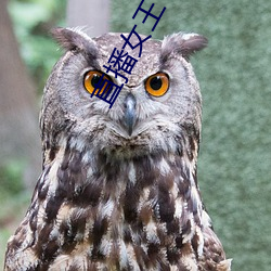 直播女王 （火箭��