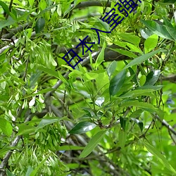 日本入室强伦姧人妻中文 （节威反文）