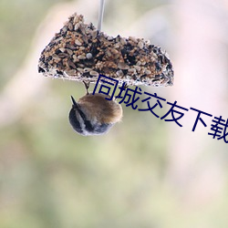 同城交友下载安装 （子时）