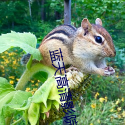 藍天高清影院