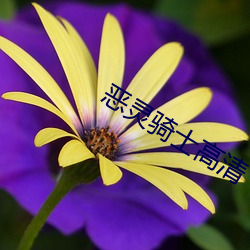 恶灵骑(騎)士高清(清)
