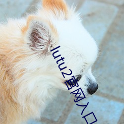lutu2官网入口(口)