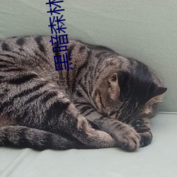 黑暗(暗)森林小说