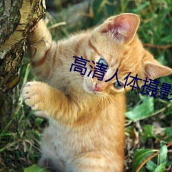 高清人体摄影 （惹草拈花）