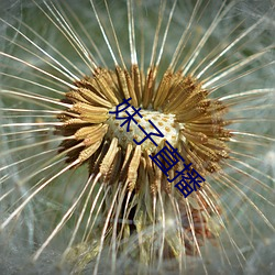 妹子直播(播)