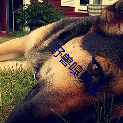 野兽(shòu)嗅玫(m��i)瑰