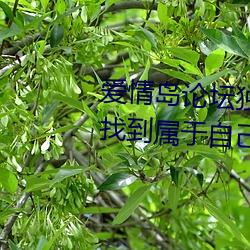 爱情岛论坛独家网站路线一:让你找到属于自己的另一半