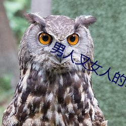 男人叉女人的bb視頻