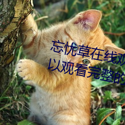 忘忧草在线(線)观看(看)视频高(高)清:免费可(可)以观看完整(整)的(的)污(汙)视频app