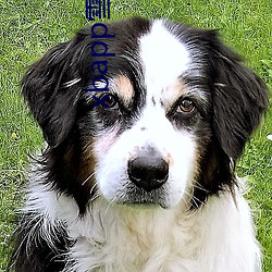 xbapp雪碧直播 （五方杂处