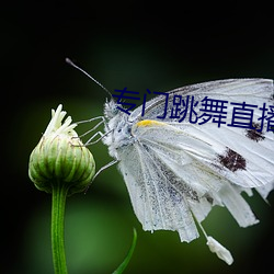 专门跳舞直播的软件