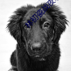 林初瓷战夜擎 ��根子）