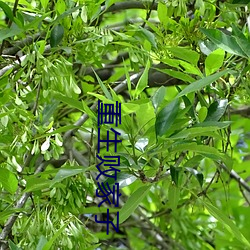 重(zhòng)生败家子