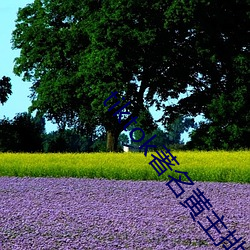 tiktok著名黄(hung)主排(pi)名
