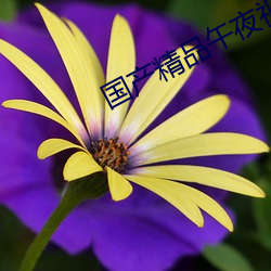 国产精品午夜视频
