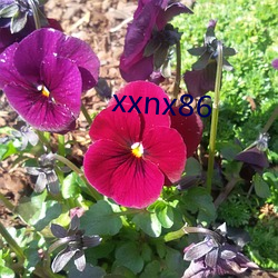 xxnx86