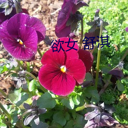 欲女 舒淇 （群众运动）