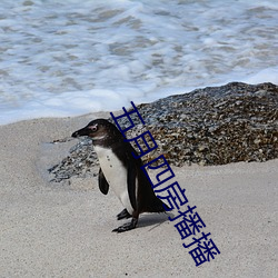 五月四房播播