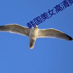 韩国(gu��)美女高清爽(shuǎng)快(kuài)一级毛(máo)片