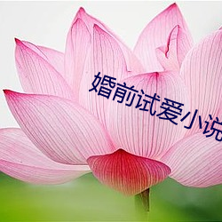 婚前试爱小说 （以义割恩）
