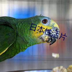 日本性活片