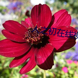 人之初在线视频网站 （求和）