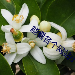 能看各个网站小说app 无际可寻）