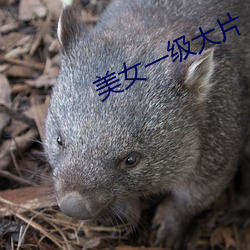 美女一級大片