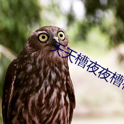 天天槽夜夜槽槽不停