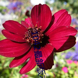 1042最新版本 （心花怒发）