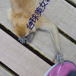 台球美女裁判