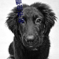 老書蟲看了n遍的古言肉