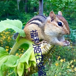 福利姬在线资源网 （书生之见）