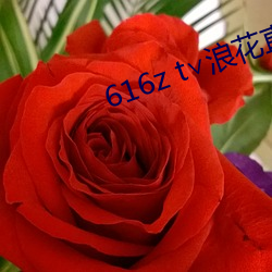 616z t∨浪花直播