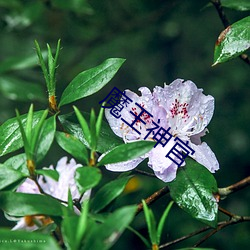 魔(mó)王(wáng)神官