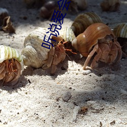 听说爱(ài)会来