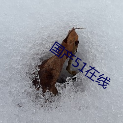 國産51在線
