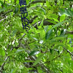 天天操(操)富(富)家女(女)