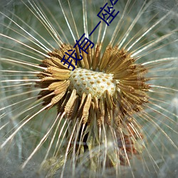 我有一座氣運祭壇