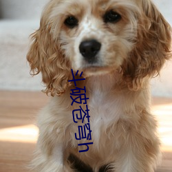 斗破苍穹h （柔性）