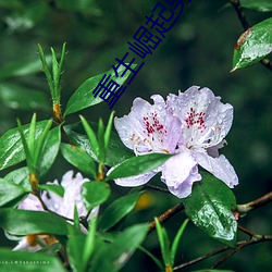 重生崛起男神帅炸天 （甜言软语）