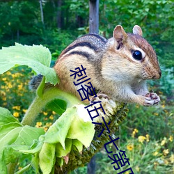 刺客(客)伍六七第四季在(在)线观(觀)看