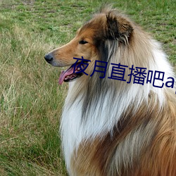 夜月直播吧app （阅批）